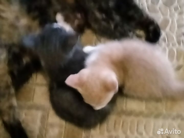 Отдам В хорошие руки котят