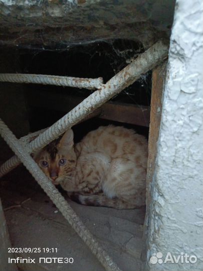 Котик потерял хозяина