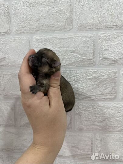 Малыши померанский шпиц мини