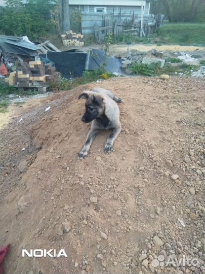 Собаки в добрые руки