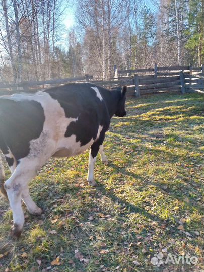 Продам корову