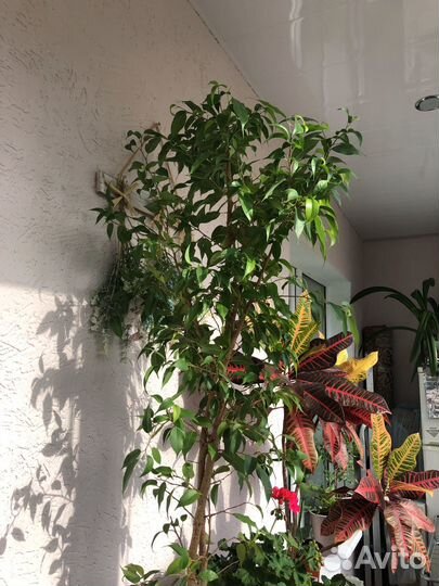 Фикус бенджамина