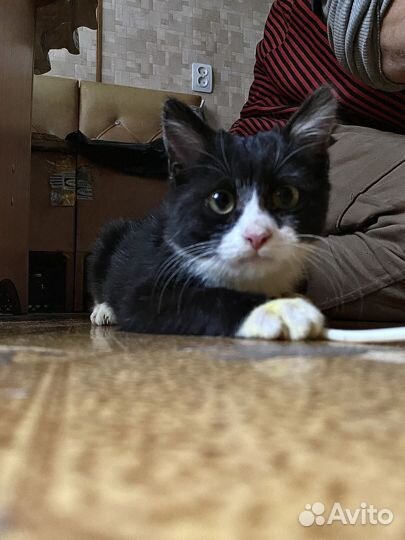 Котенок в добрые руки