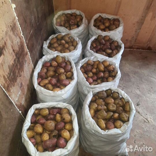 Продам семенной картофель 100р ведро,не фермерский