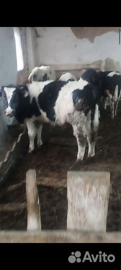 Быки и телки