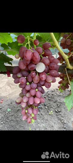 Саженцы и черенки винограда