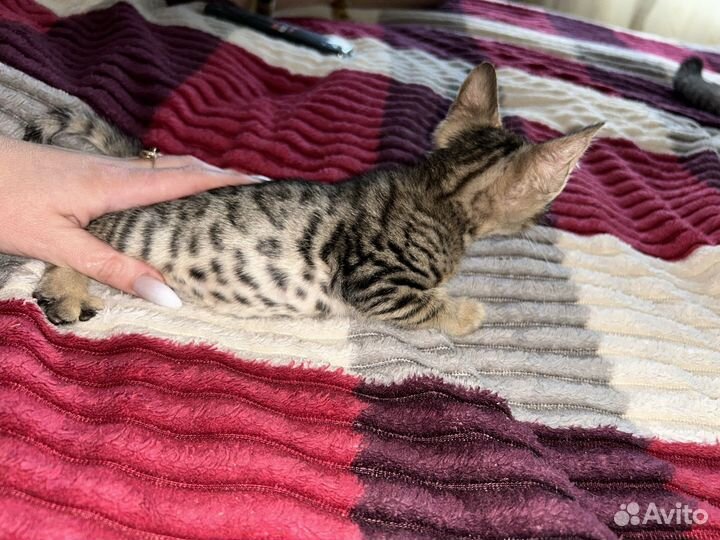 Бенгальская кошка