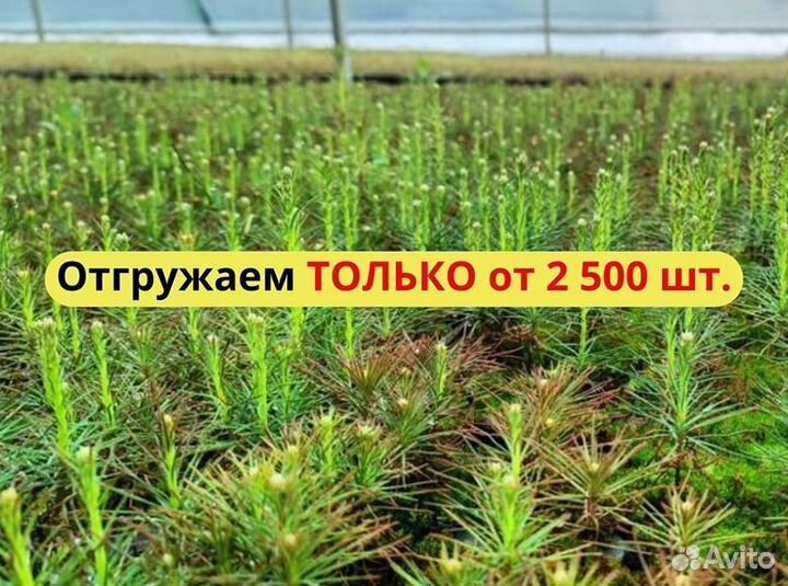 Саженцы сосны обыкновенной зкс опт
