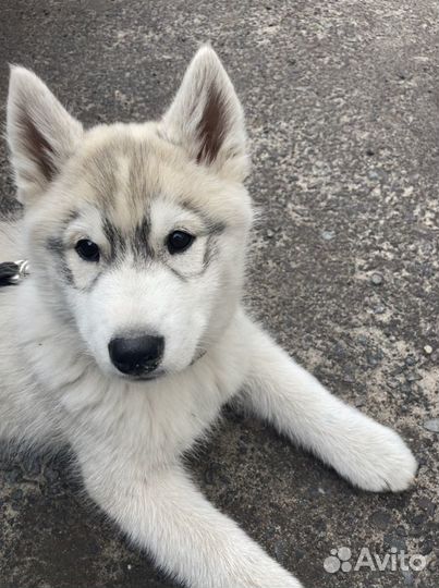 Профессиональная дрессировка собак в Курске, услуг