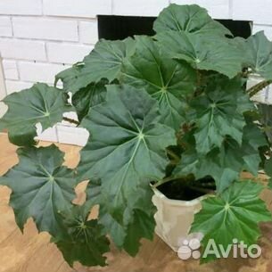 Цветы для интерьера