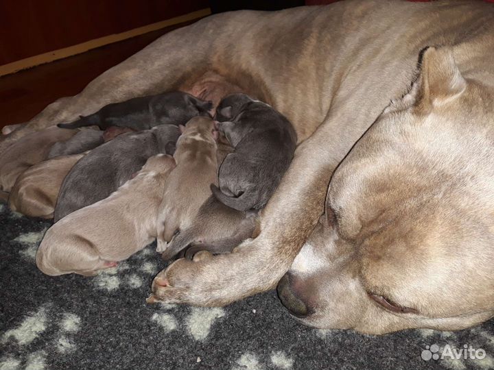 Американские булли Питомник