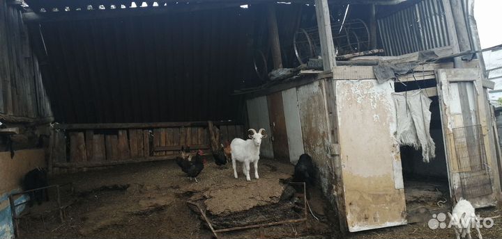 Продам коз живым весом