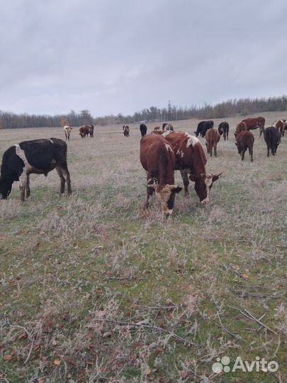 Быки на откорм