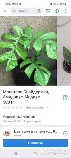 Монстеры и Рафидофоры. Октябрь