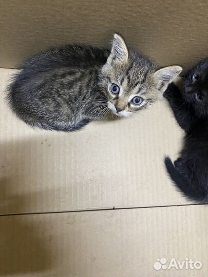 Девочка 1,5 месяца