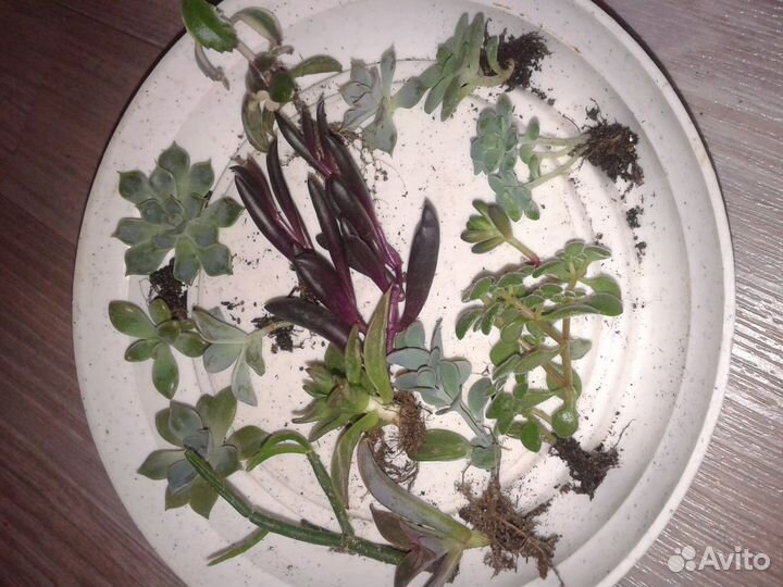 Редкие суккуленты