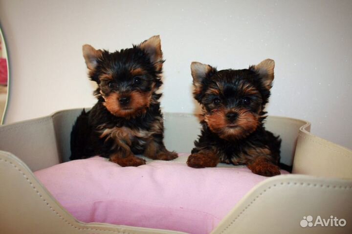 Щенки йоркширского терьера