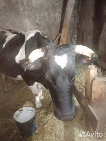 Корова стельная дойная