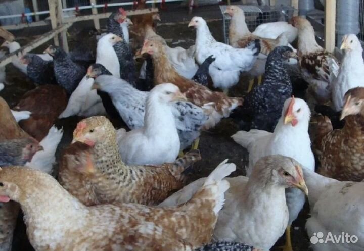 Живая птица