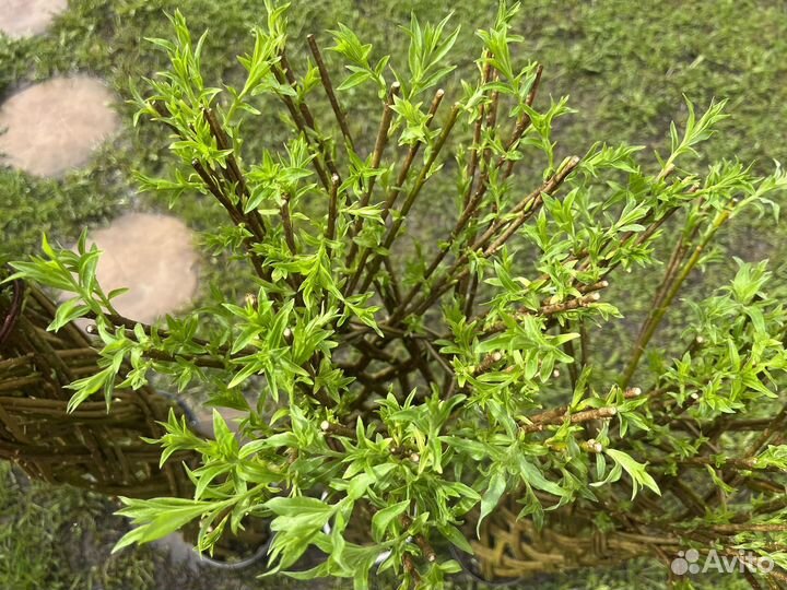 Плетеное дерево из ивы американки