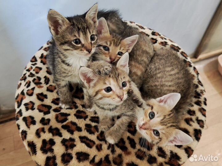 Котята 1,5 месяца