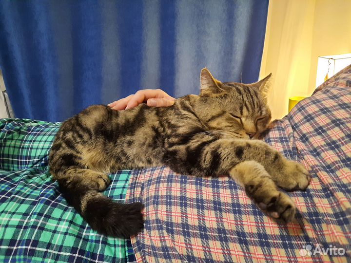 Шотландский кот в добрые руки