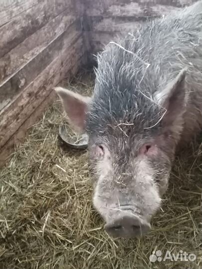 Поросенок на племя