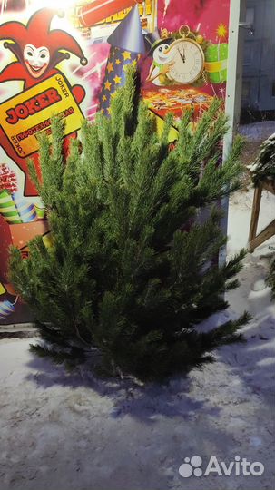 Живые елки