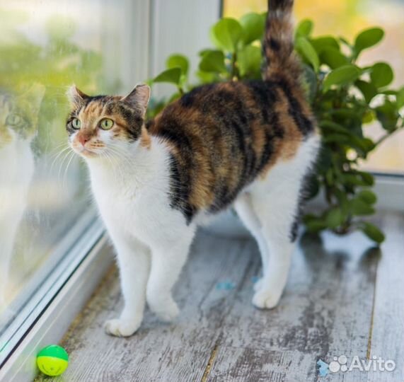 Кошка в добрые руки