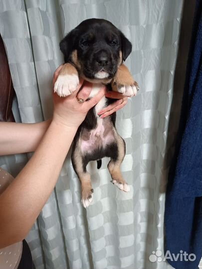 Отдам щеночков