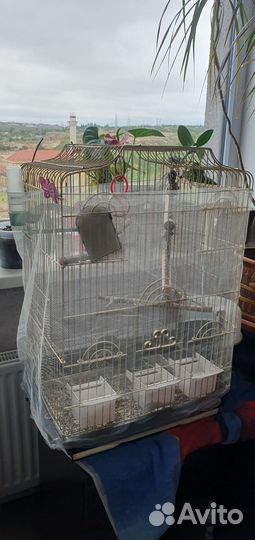 Отдам бесплатно попугая какарика в хорошие руки