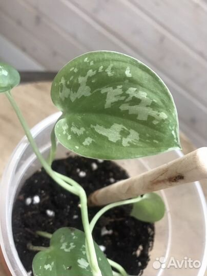 Сциндапсус пиктус