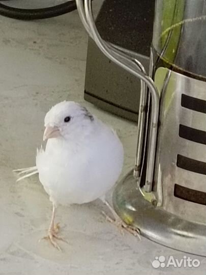 Певчий кенар