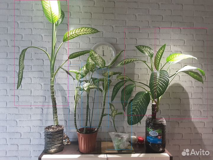 Диффенбахия