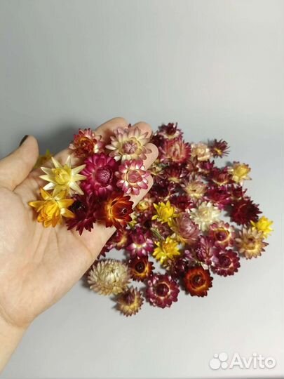 Сухоцветы гелихризум