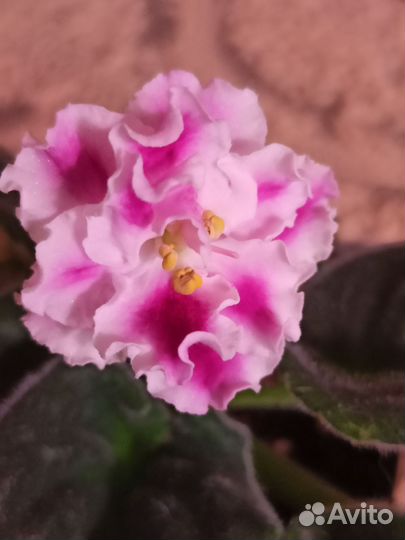 Фиалка цветущие