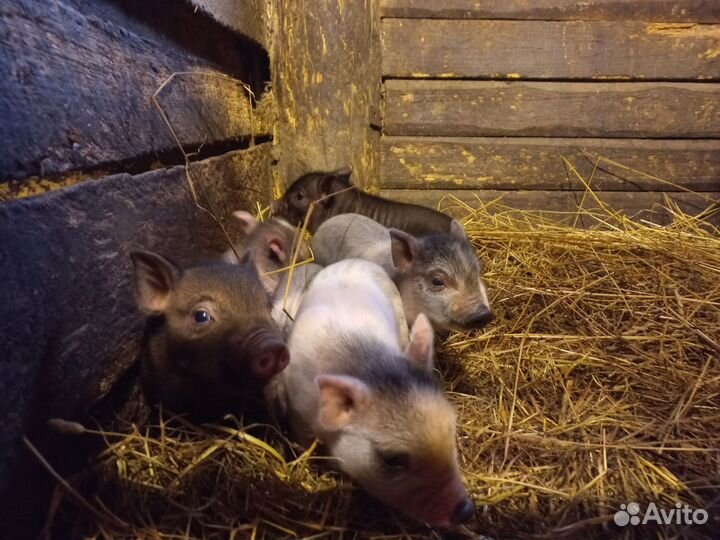 Венгерская мангалица