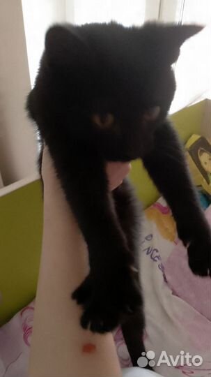 Кошка в дар