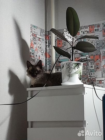 Кудрявый кот