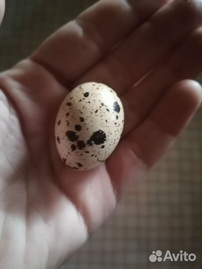 Яйца перепелиные
