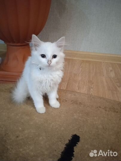 Кошечка в добрые руки