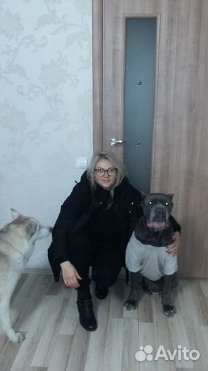 Передержка для собак