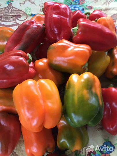 Рассада перец, огурцы, помидор