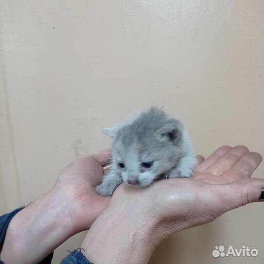 Кошки в добрые руки бесплатно