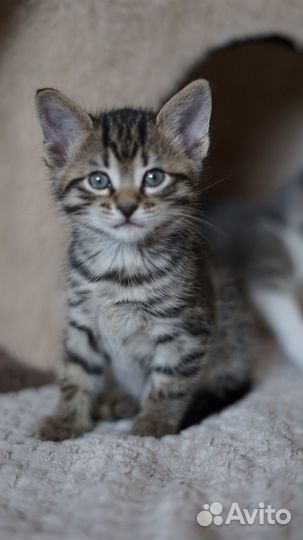 Котята в добрейшие руки