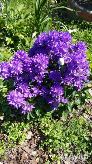 Лаконос, крокосмия и др