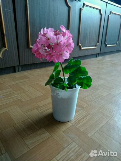 Пеларгония герань