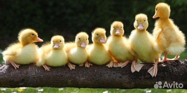 Утки,гуси, бройлеры
