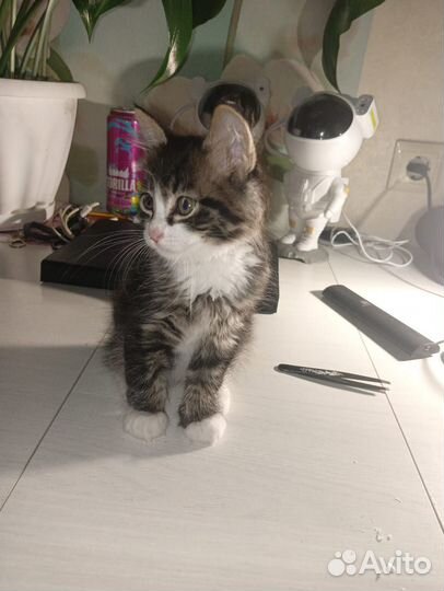 Отдам котёнка в добрые руки