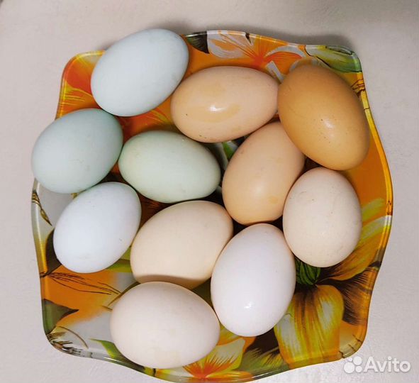 Инкубационое яйцо